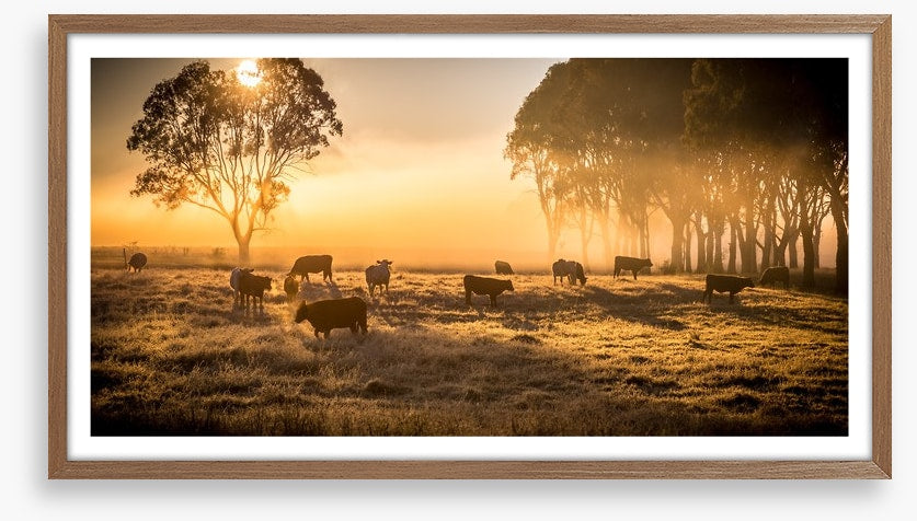 Sunrise grazing