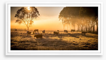 Sunrise grazing