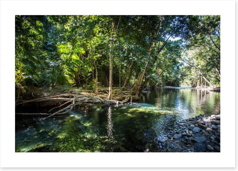 Daintree delight
