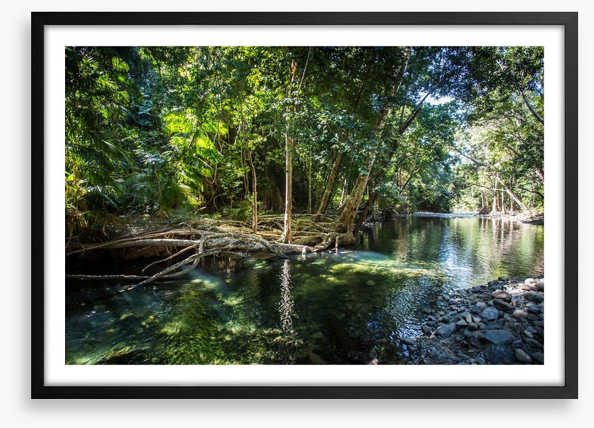 Daintree delight