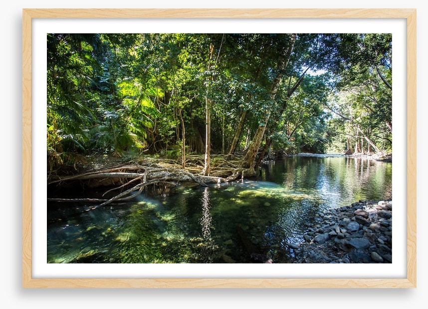 Daintree delight