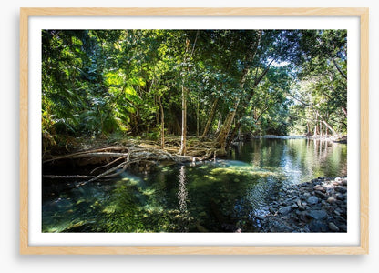 Daintree delight