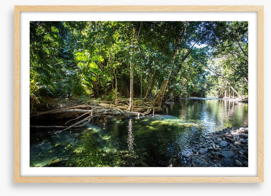 Daintree delight