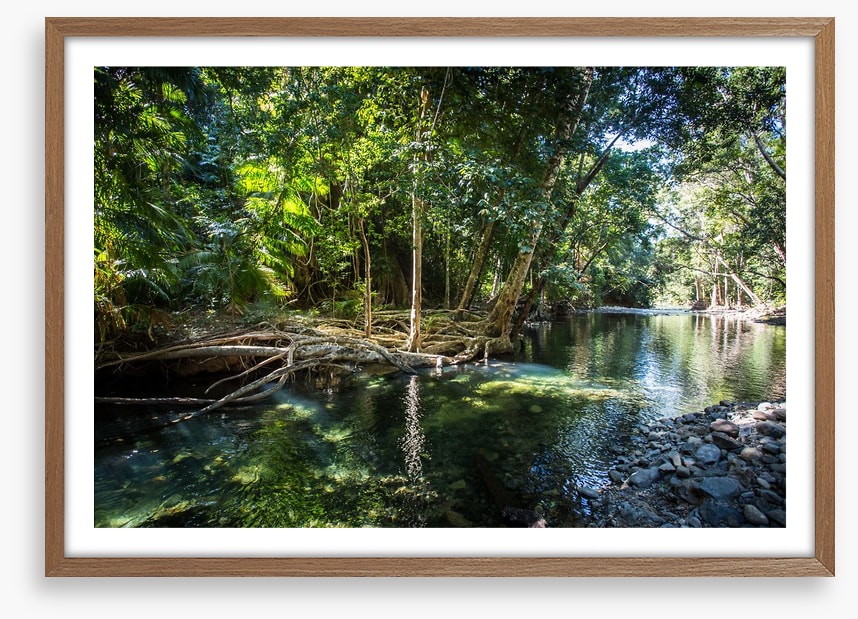 Daintree delight