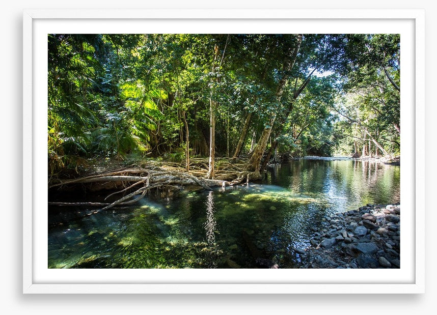 Daintree delight