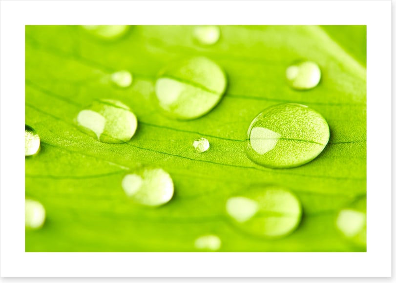 Leaves