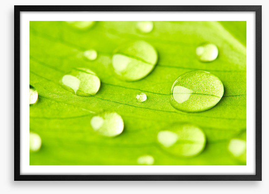 Leaves