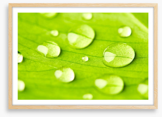 Leaves