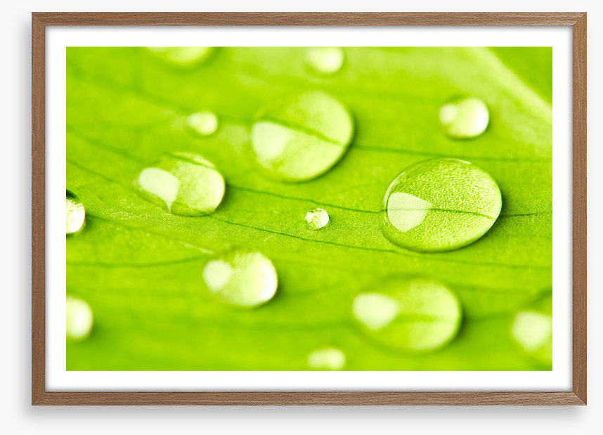 Leaves