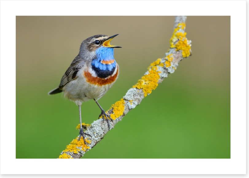 Birds