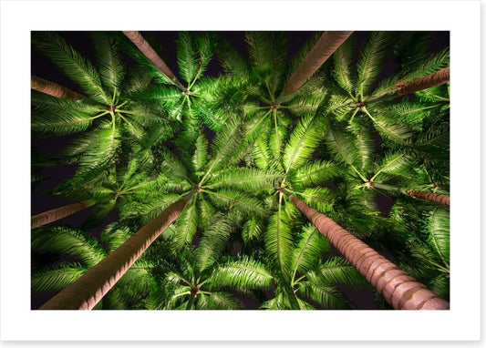 Palms by night