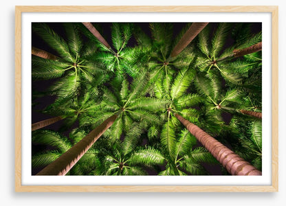 Palms by night