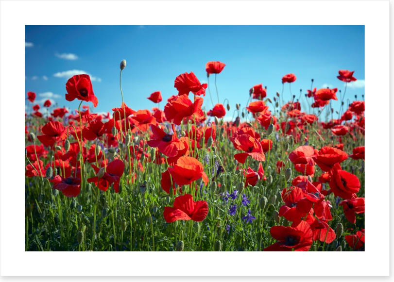 Poppy party