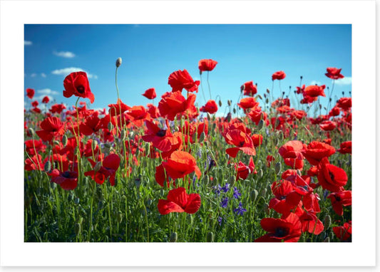 Poppy party