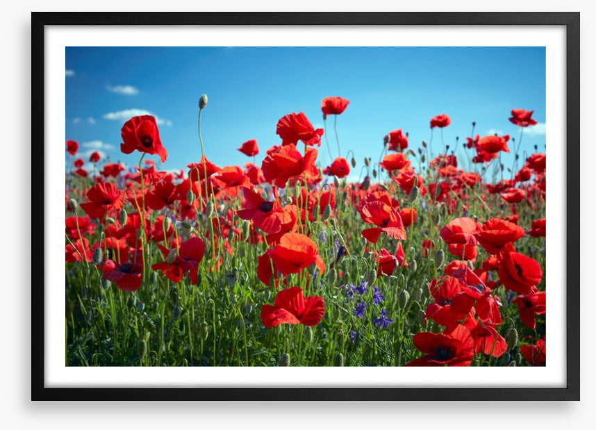 Poppy party
