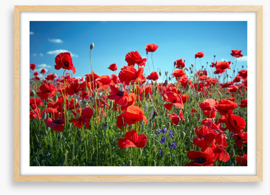 Poppy party