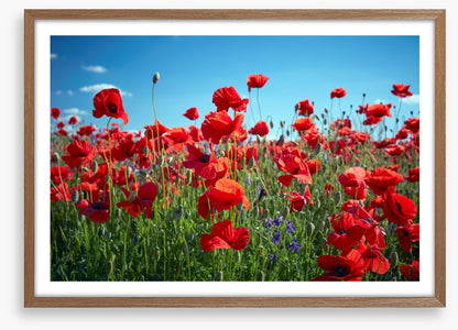 Poppy party