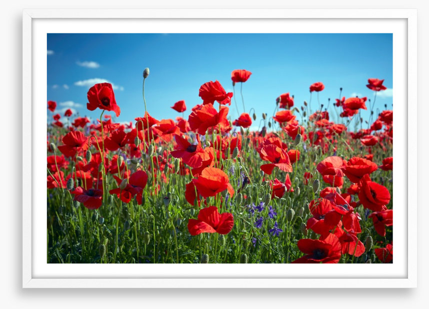 Poppy party