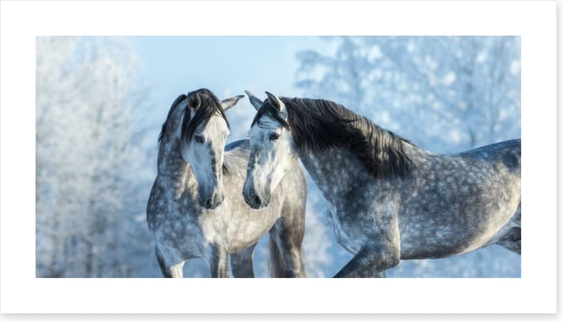 Stallions in the snow