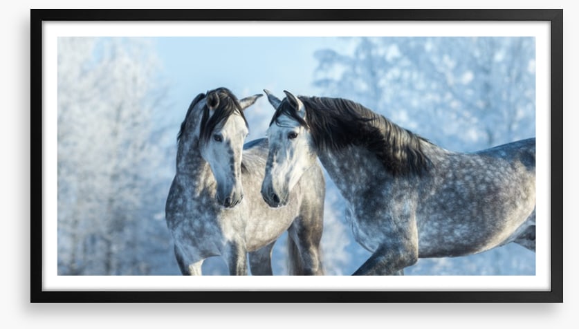Stallions in the snow
