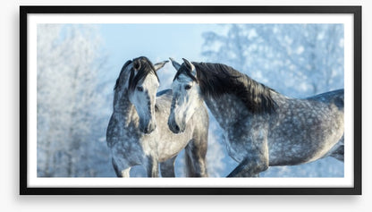 Stallions in the snow