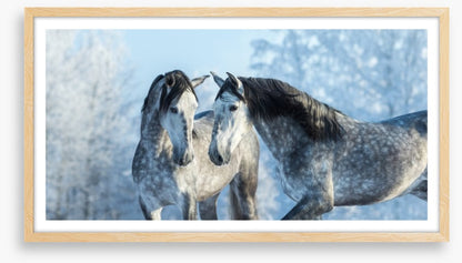 Stallions in the snow