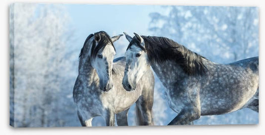 Stallions in the snow