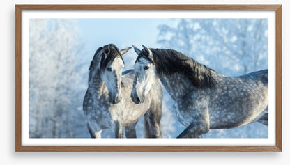 Stallions in the snow