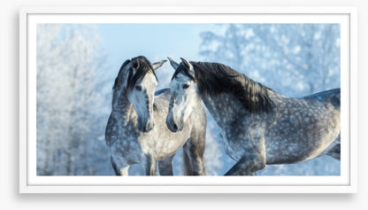 Stallions in the snow