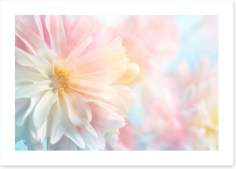 Pastel peony