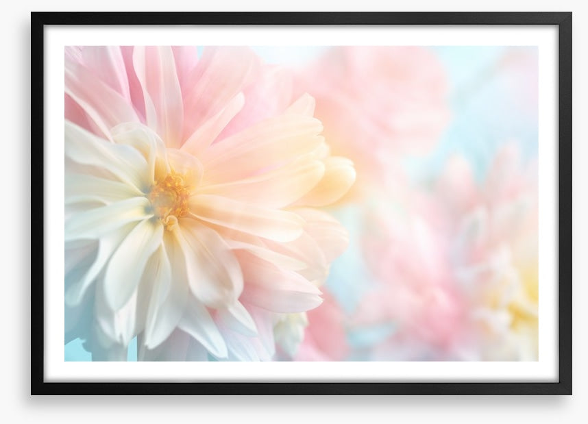 Pastel peony