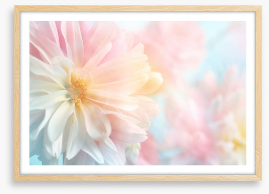Pastel peony