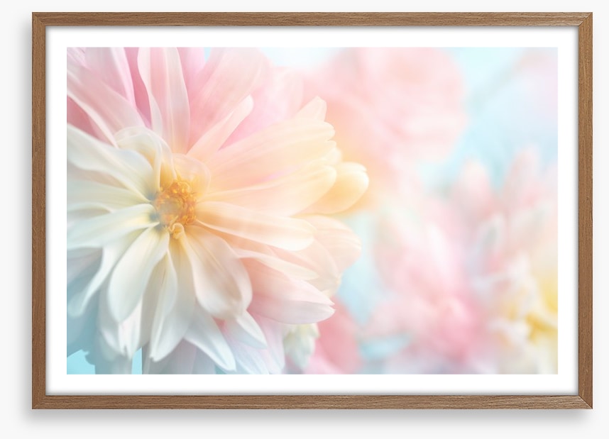 Pastel peony
