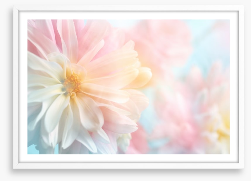 Pastel peony