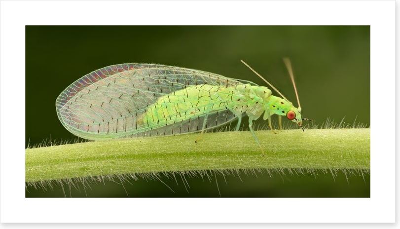Insects