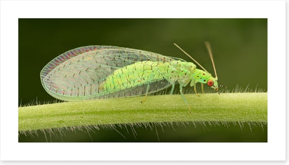 Insects