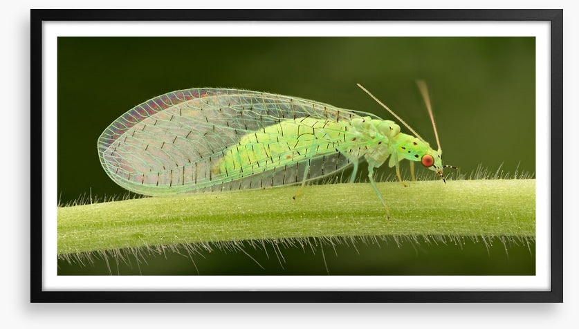 Insects