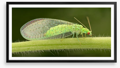 Insects