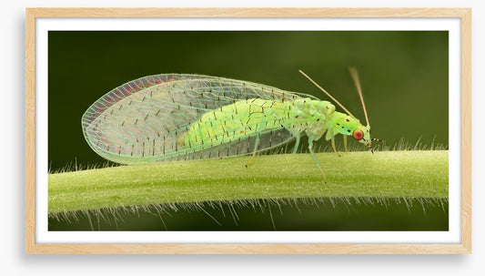 Insects