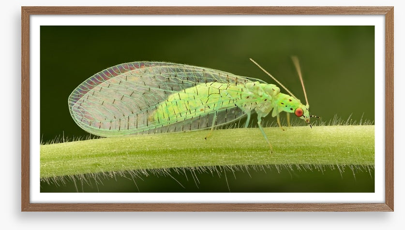 Insects