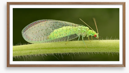 Insects