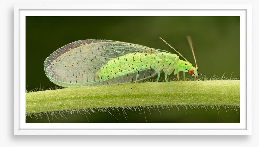 Insects
