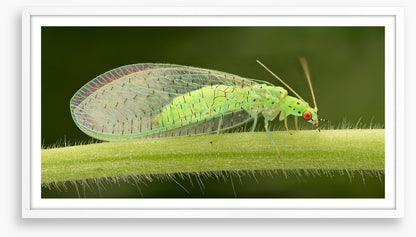 Insects