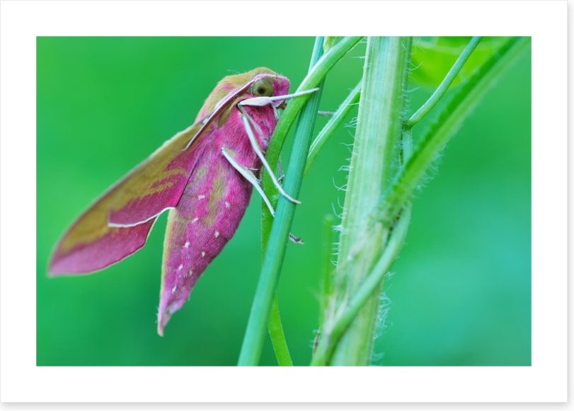 Insects