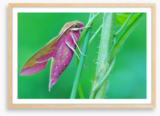 Insects