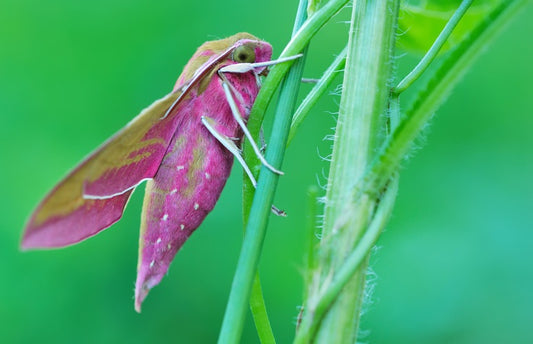 Insects