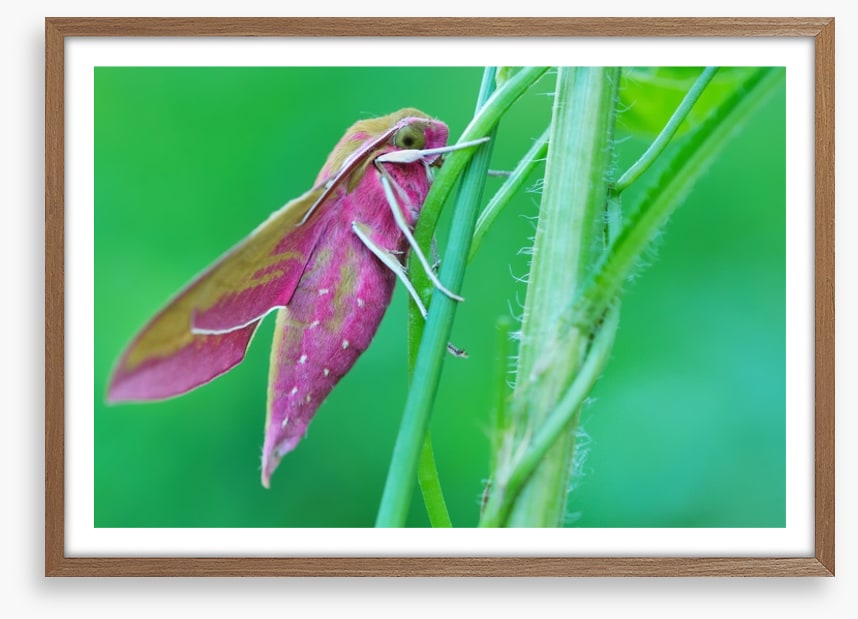 Insects