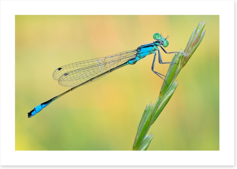 Dragonfly perch
