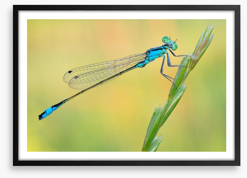 Dragonfly perch