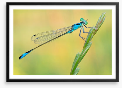 Dragonfly perch